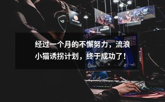 经过一个月的不懈努力,流浪小猫诱拐计划,终于成功了!-第1张-游戏资讯-龙启网络