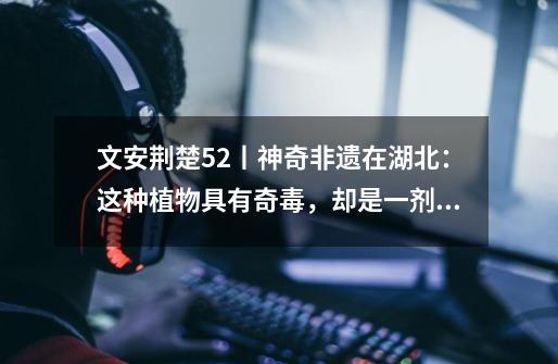 文安荆楚52丨神奇非遗在湖北:这种植物具有奇毒,却是一剂良药-第1张-游戏资讯-龙启网络