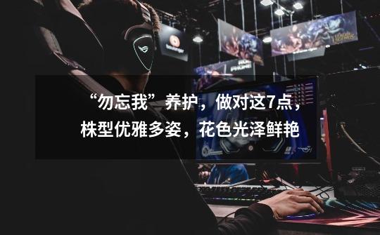 “勿忘我”养护,做对这7点,株型优雅多姿,花色光泽鲜艳-第1张-游戏资讯-龙启网络