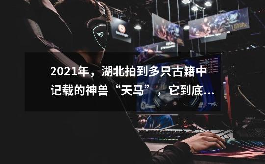 2021年,湖北拍到多只古籍中记载的神兽“天马”,它到底是什么?-第1张-游戏资讯-龙启网络